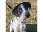 Adopt Bogey a White Pointer / Australian Cattle Dog / Mixed dog in Commerce