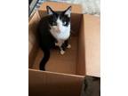 Adopt Rosey a Black & White or Tuxedo Domestic Shorthair / Mixed (short coat)