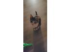 Adopt Mama Luna a Domestic Shorthair cat in Calimesa, CA (39048800)