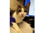 Adopt Kisses a Gray or Blue Domestic Shorthair / Domestic Shorthair / Mixed cat