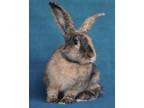 Adopt Akoni a Harlequin / Mixed (short coat) rabbit in Scotts Valley