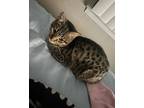 Adopt Marci a Tiger Striped Domestic Mediumhair / Mixed (medium coat) cat in