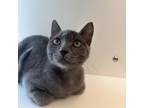Adopt Gemma a Gray or Blue Domestic Shorthair / Mixed cat in Beaumont