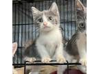 Adopt Postage a Gray or Blue Domestic Shorthair / Mixed cat in Stephenville