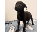 Adopt Rusty Trawler a Black Labrador Retriever / Mixed dog in Edinburg