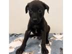 Adopt Sally Tomato a Black Labrador Retriever / Mixed dog in Edinburg