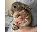 Adopt Cinnamon a New Zealand / Mixed rabbit in Napa, CA (38871003)