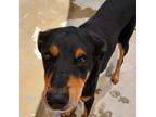 Adopt John a Black Rottweiler / Mixed dog in FREEPORT, FL (39047370)