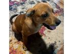 Adopt Kia a Brown/Chocolate Mixed Breed (Medium) / Mixed dog in Moab
