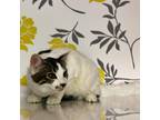 Adopt Esmeralda a White Domestic Shorthair / Mixed cat in Yuma, AZ (39046373)