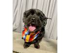Adopt Malcom a Black Shih Tzu / Mixed Breed (Small) / Mixed dog in Shreveport