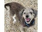 Adopt Ozmoe a Gray/Blue/Silver/Salt & Pepper Maltipoo / Mixed dog in Shreveport