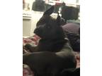Adopt Hades a Black - with White American Pit Bull Terrier / Mixed dog in Saint
