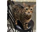 Adopt Parker a Spotted Tabby/Leopard Spotted Bengal / Mixed (short coat) cat in