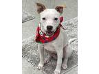 Adopt Roman a White - with Tan, Yellow or Fawn Terrier (Unknown Type