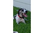 Adopt Fletcher a Black - with White Great Dane / Mixed dog in Palestine