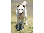 Adopt Little Red Riding Hood a White - with Tan, Yellow or Fawn Jindo dog in New