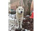 Adopt Jack and the Beanstalk a White Jindo / Shiba Inu dog in New York