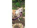 Adopt Hansel a Tan/Yellow/Fawn Shiba Inu / Labrador Retriever dog in New York