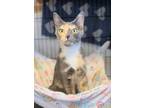 Adopt Callie a Calico or Dilute Calico American Shorthair (short coat) cat in