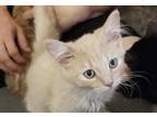 Adopt Banana Split a Domestic Shorthair cat in mishawaka, IN (39037174)