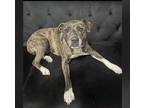 Adopt Hanny a Brindle Labrador Retriever / American Pit Bull Terrier / Mixed dog
