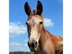 Adopt Honey a Donkey/Mule/Burro/Hinny / Mixed horse in Hohenwald, TN (38777738)