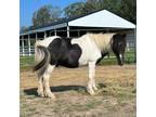 Adopt Little Joe a Miniature / Mixed horse in Hohenwald, TN (38777750)