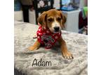 Adopt Adam a Brown/Chocolate - with White Border Collie / Beagle / Mixed dog in