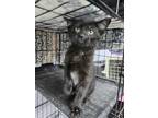 Adopt Dilly Bar a All Black Domestic Shorthair (short coat) cat in mishawaka