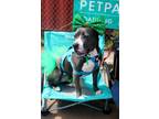 Adopt Jemma A045672 a American Pit Bull Terrier / Mixed Breed (Medium) / Mixed