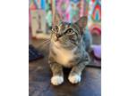 Adopt Sophia 4 a Domestic Shorthair / Mixed (short coat) cat in Hoover