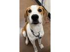 Adopt Mac a Brittany / Labrador Retriever / Mixed dog in Chico, CA (39026402)