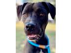 Adopt Kane a American Pit Bull Terrier / Mixed Breed (Medium) / Mixed dog in