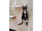 Adopt Shyba a Black & White or Tuxedo Domestic Shorthair (short coat) cat in