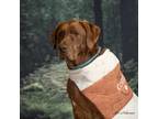 Adopt Bo a Labrador Retriever / Mixed dog in Newberg, OR (39037119)