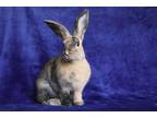 Adopt Kahalo a Harlequin / Mixed (short coat) rabbit in Scotts Valley