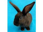 Adopt Luanao a Havana / Mixed (short coat) rabbit in Scotts Valley