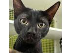 Adopt Aries a Domestic Shorthair / Mixed cat in Tallahassee, FL (39036794)