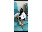 Adopt Oli a White - with Black Terrier (Unknown Type, Medium) / Mixed dog in