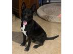 Adopt Pharoah a Black - with White Shepherd (Unknown Type) / German Shepherd Dog