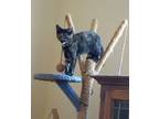Adopt Korok a All Black Domestic Shorthair / Domestic Shorthair / Mixed cat in