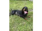 Adopt Bertha (HW+) a Black Bloodhound / Mixed dog in Conway, SC (39030428)