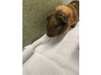 Adopt Reese a Brown or Chocolate Guinea Pig / Guinea Pig / Mixed small animal in