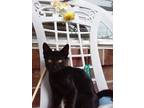 Adopt None a Black (Mostly) American Shorthair / Mixed (hairless coat) cat in