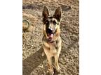 Adopt Felicia a Tan/Yellow/Fawn German Shepherd Dog / Mixed dog in Bridgeport