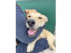 Adopt Marvin a Tan/Yellow/Fawn Labrador Retriever / Mixed dog in Bridgeport