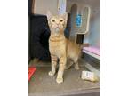 Adopt Arlington a Domestic Shorthair / Mixed cat in Dallas, TX (39009334)