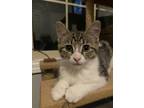 Adopt Freedom a White (Mostly) Domestic Shorthair cat in mishawaka