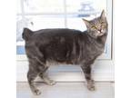 Adopt Smokey a Gray or Blue Domestic Shorthair / Mixed cat in LaGrange